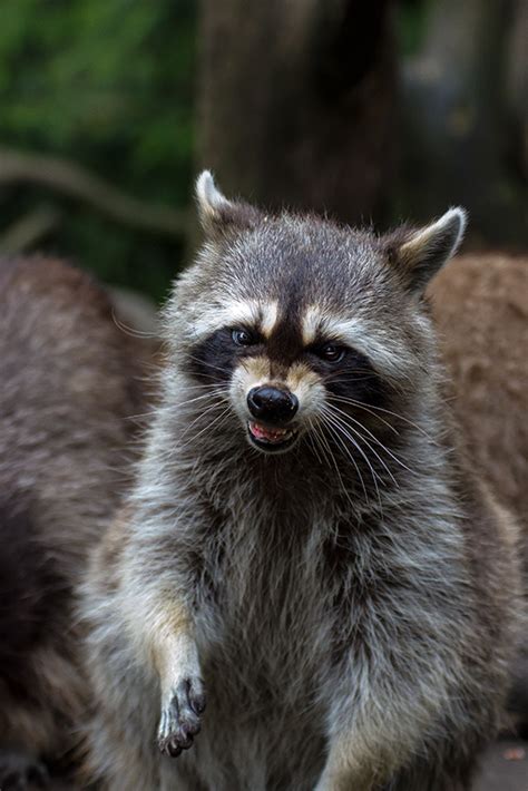 waschbär lustig|Waschbär .